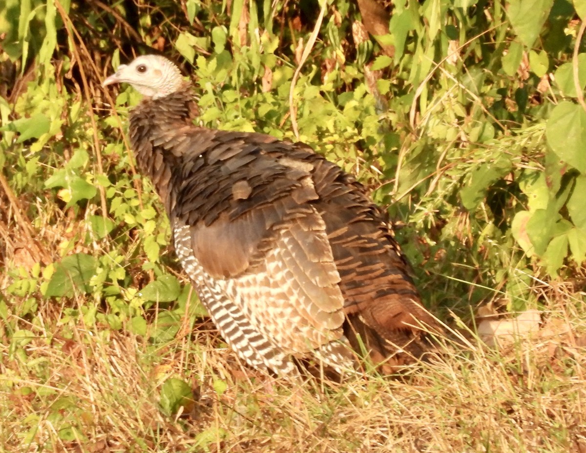 Wild Turkey - Theresa Edwards