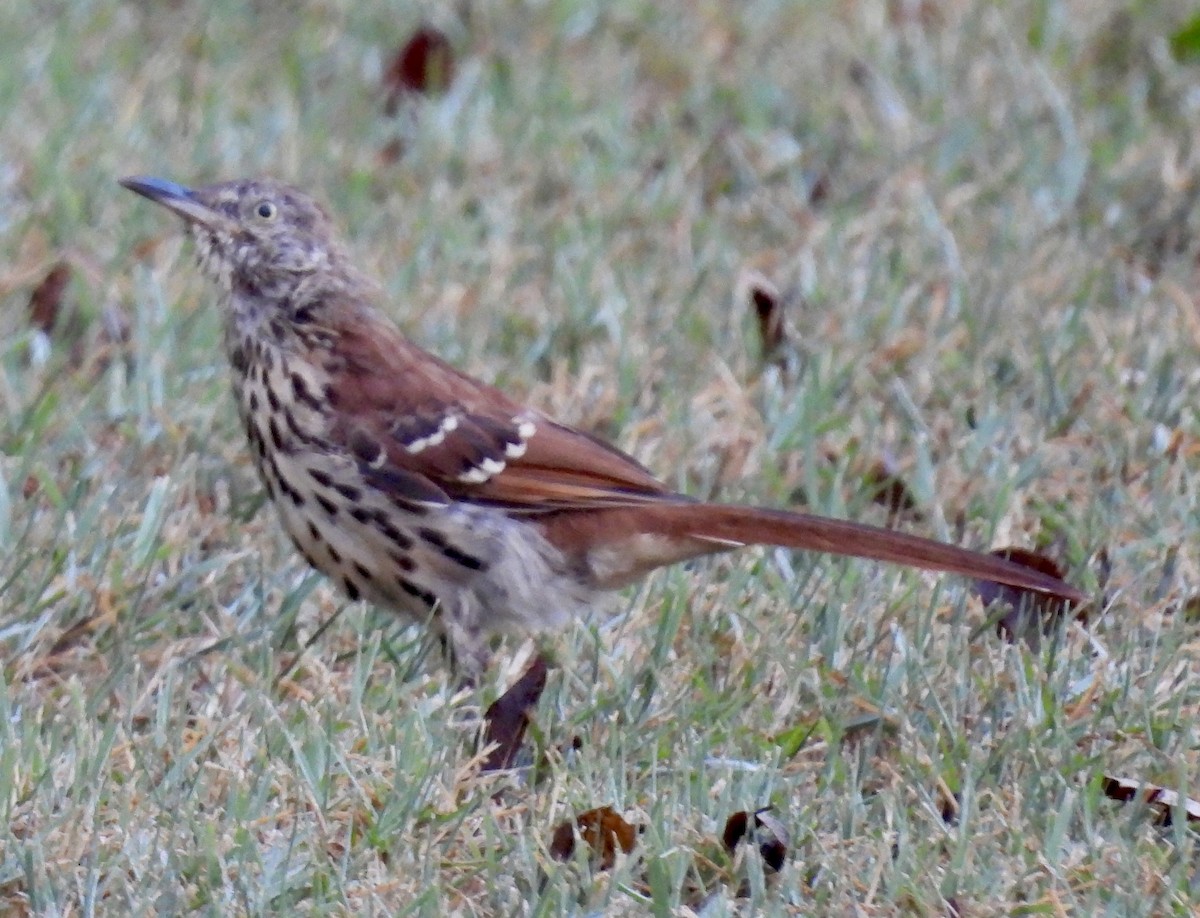 Brown Thrasher - ML623566236