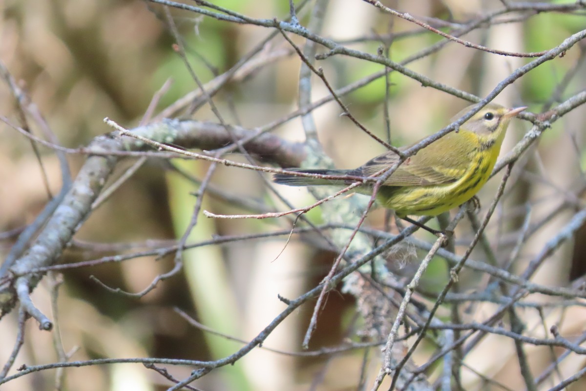 Prairie Warbler - ML623566242