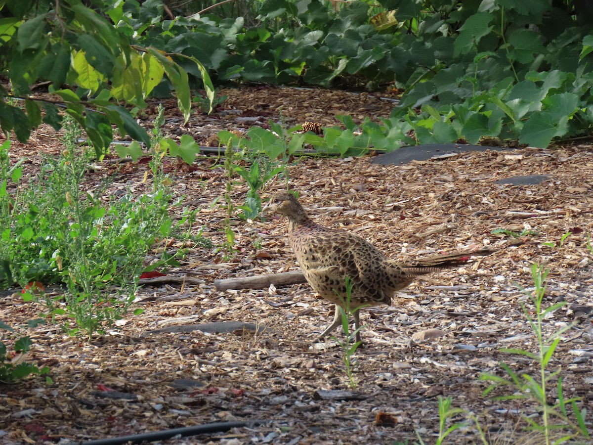 Ring-necked Pheasant - Ken Orich