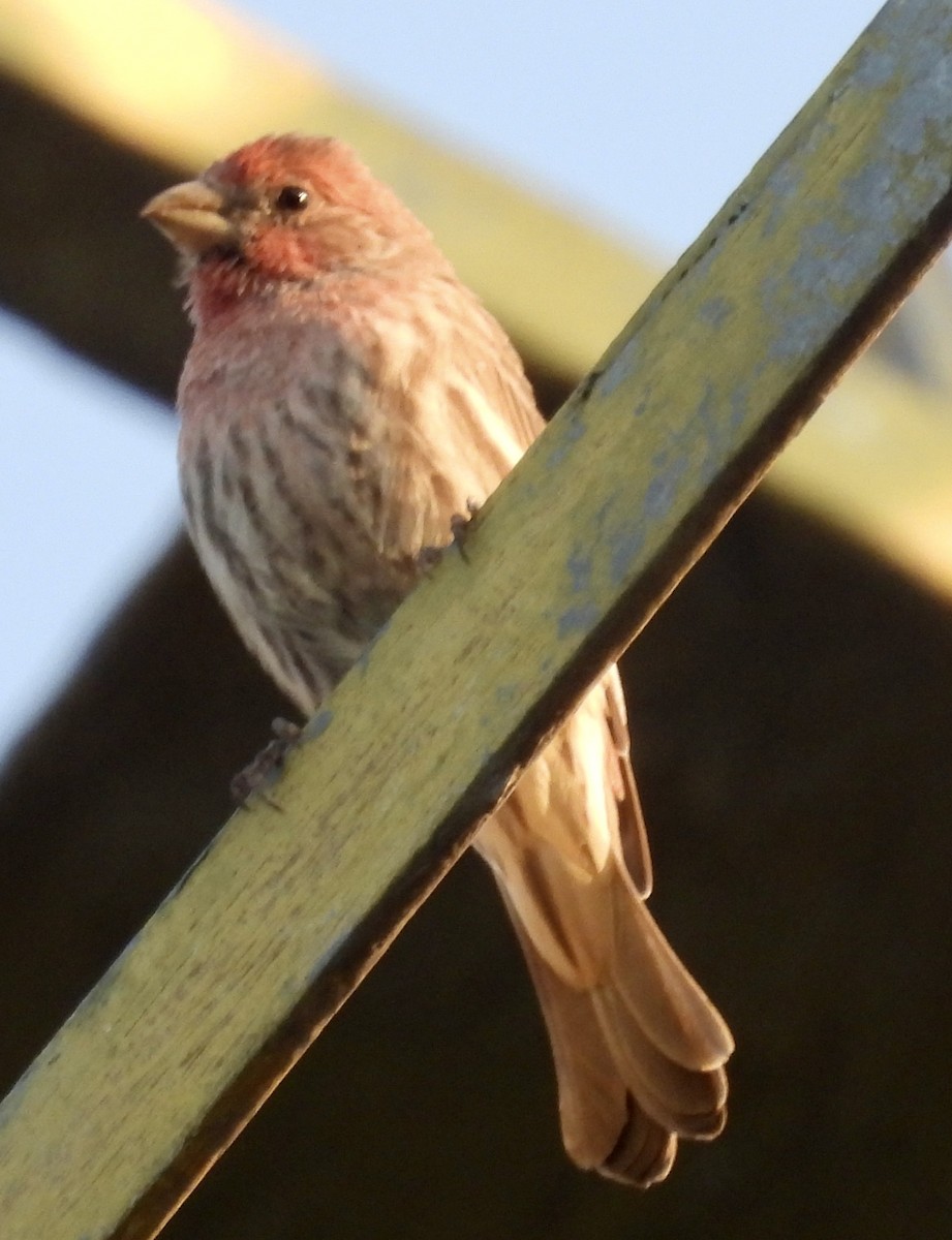 House Finch - ML623566246