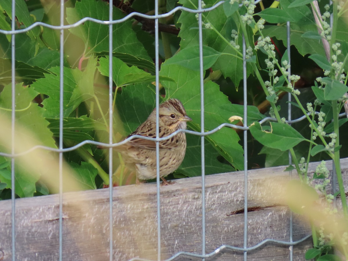 Lincoln's Sparrow - ML623566287