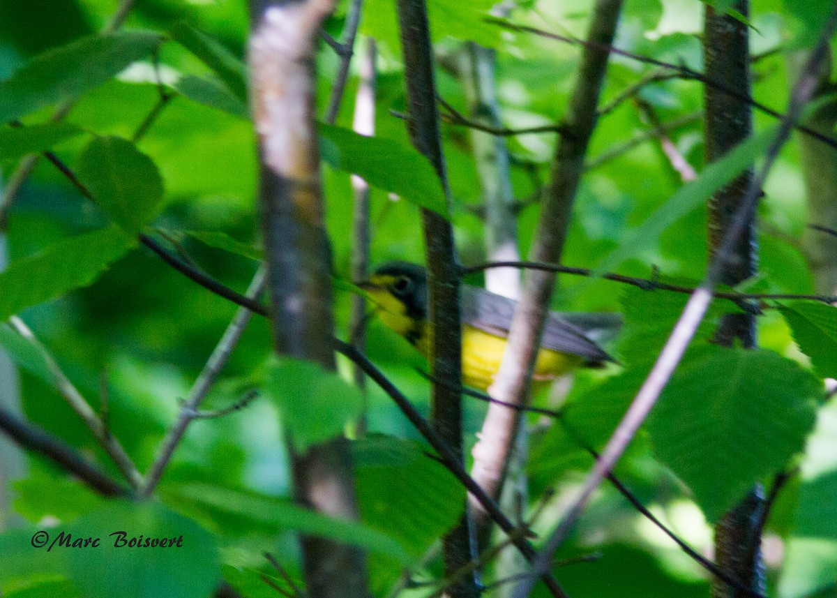 Canada Warbler - ML62356631