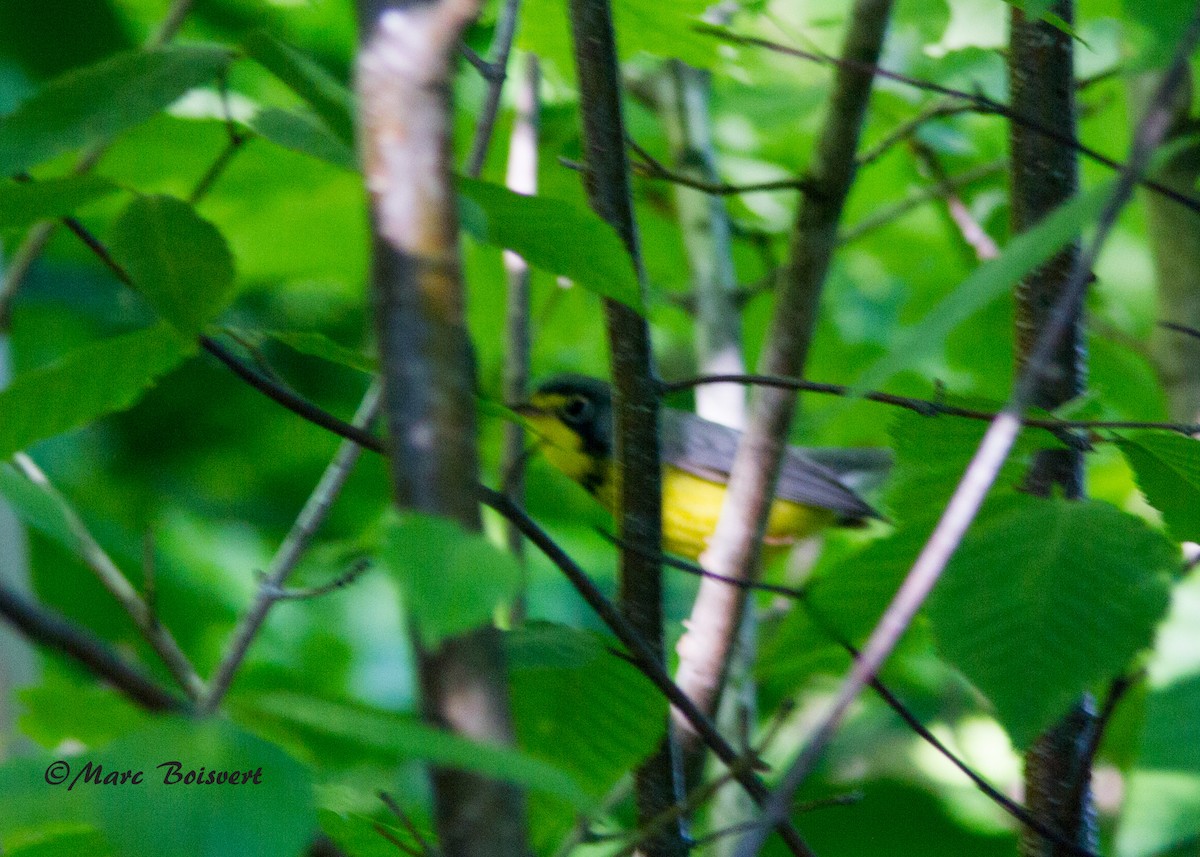 Paruline du Canada - ML62356631