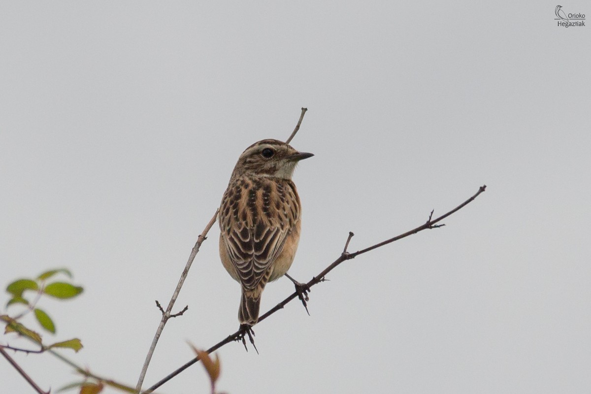 Whinchat - Alain Britt