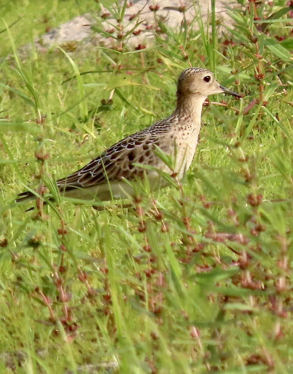 Buff-breasted Sandpiper - ML623566496