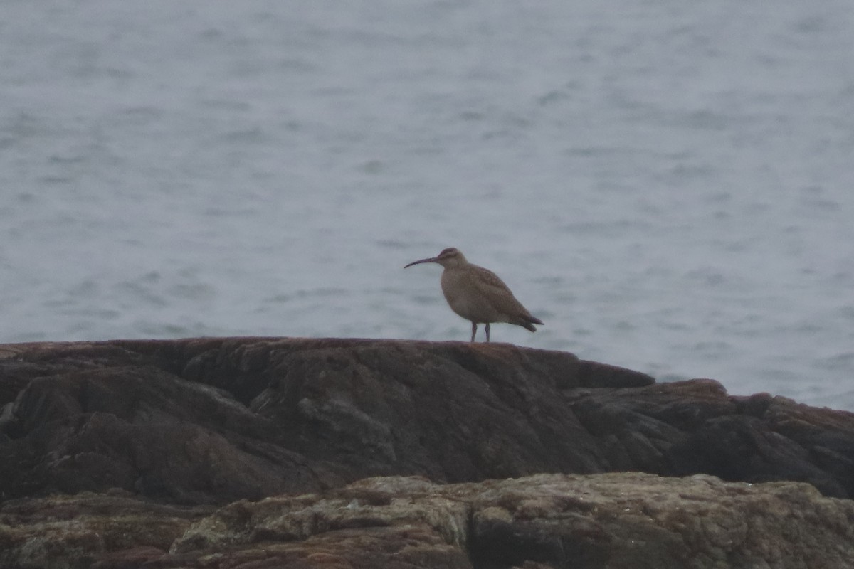 Whimbrel - stuart varney