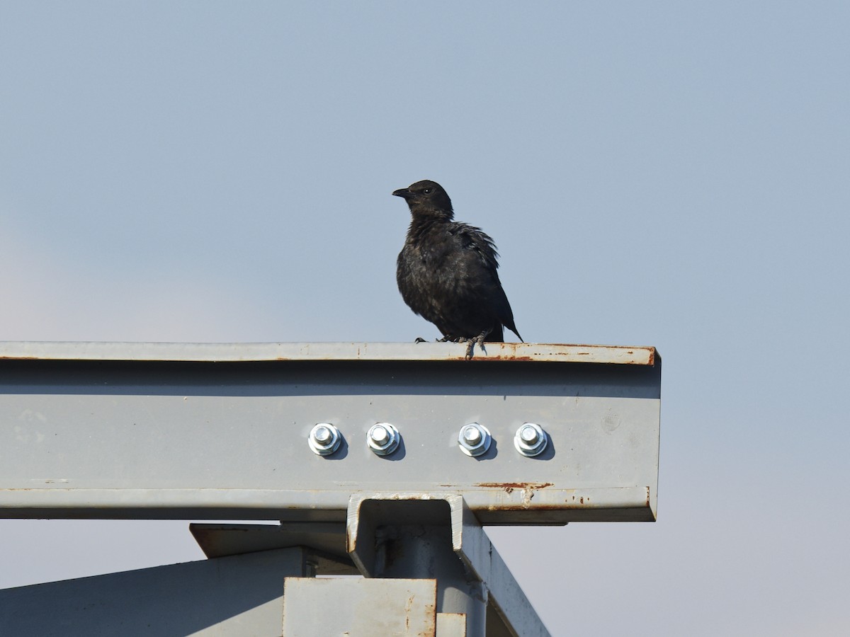 Red-winged Starling - ML623566517