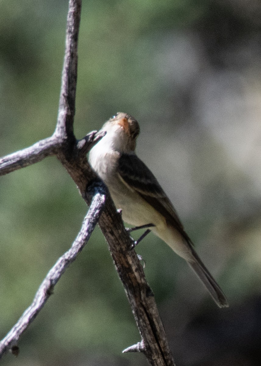 Gray/Dusky Flycatcher - ML623566520