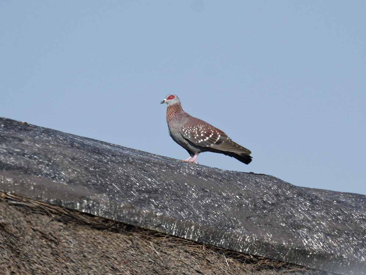 Speckled Pigeon - ML623566529