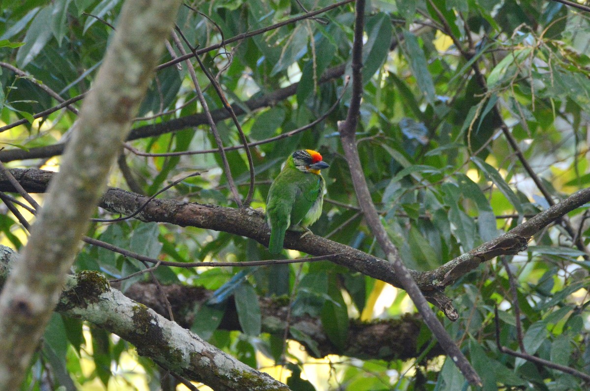 Golden-throated Barbet (Malayan) - ML623566569