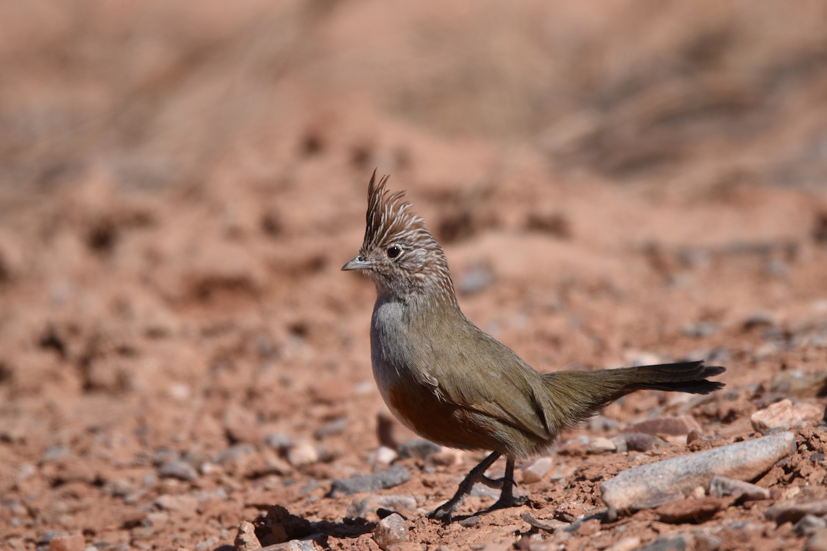 Crested Gallito - ML623566624