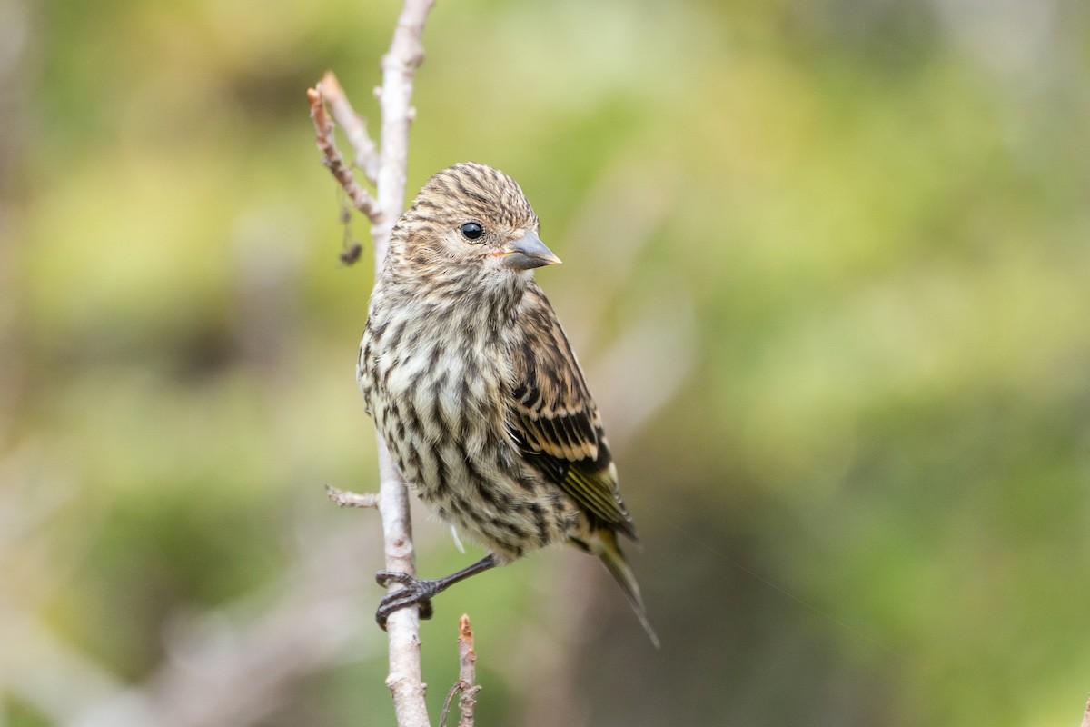 Pine Siskin - ML623566641