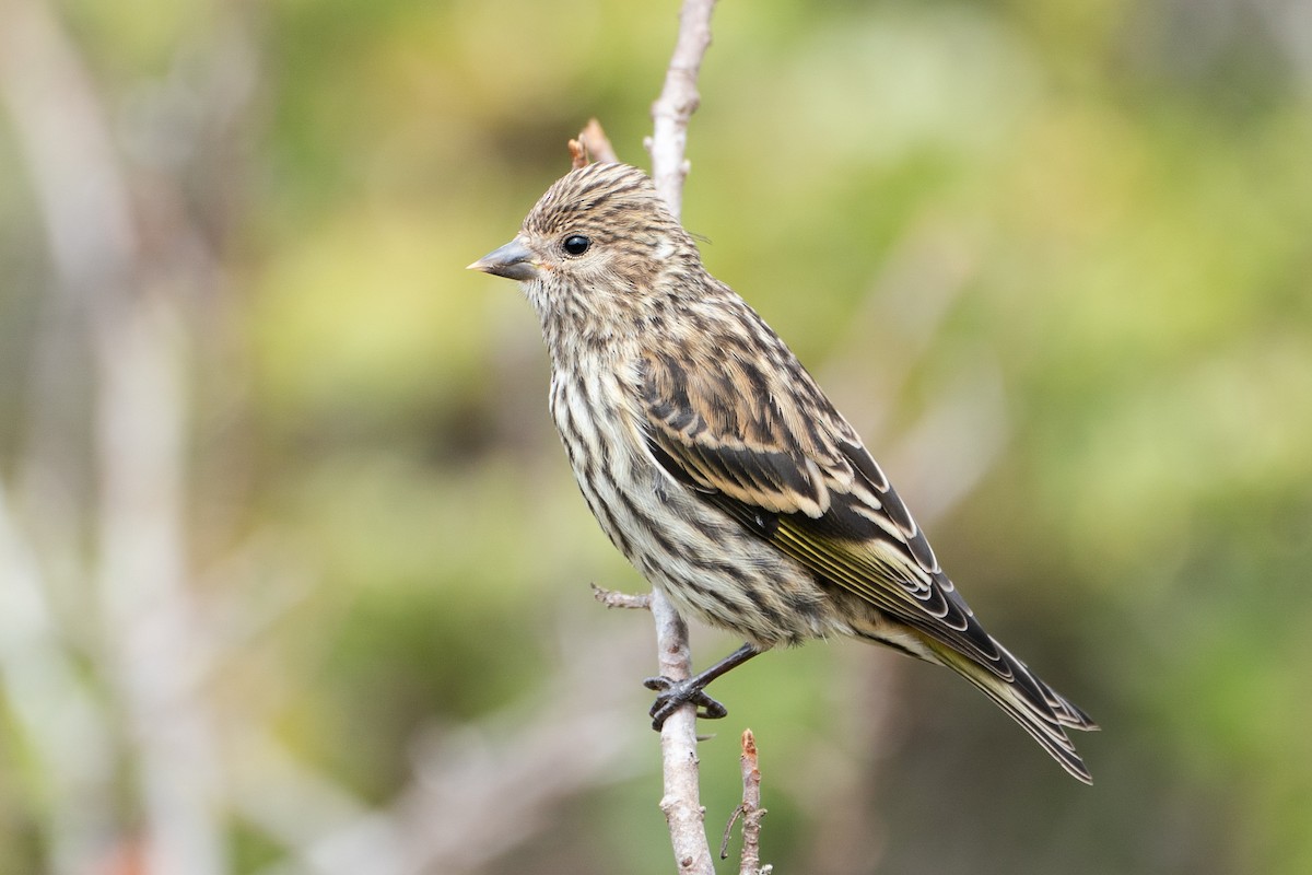 Pine Siskin - ML623566642