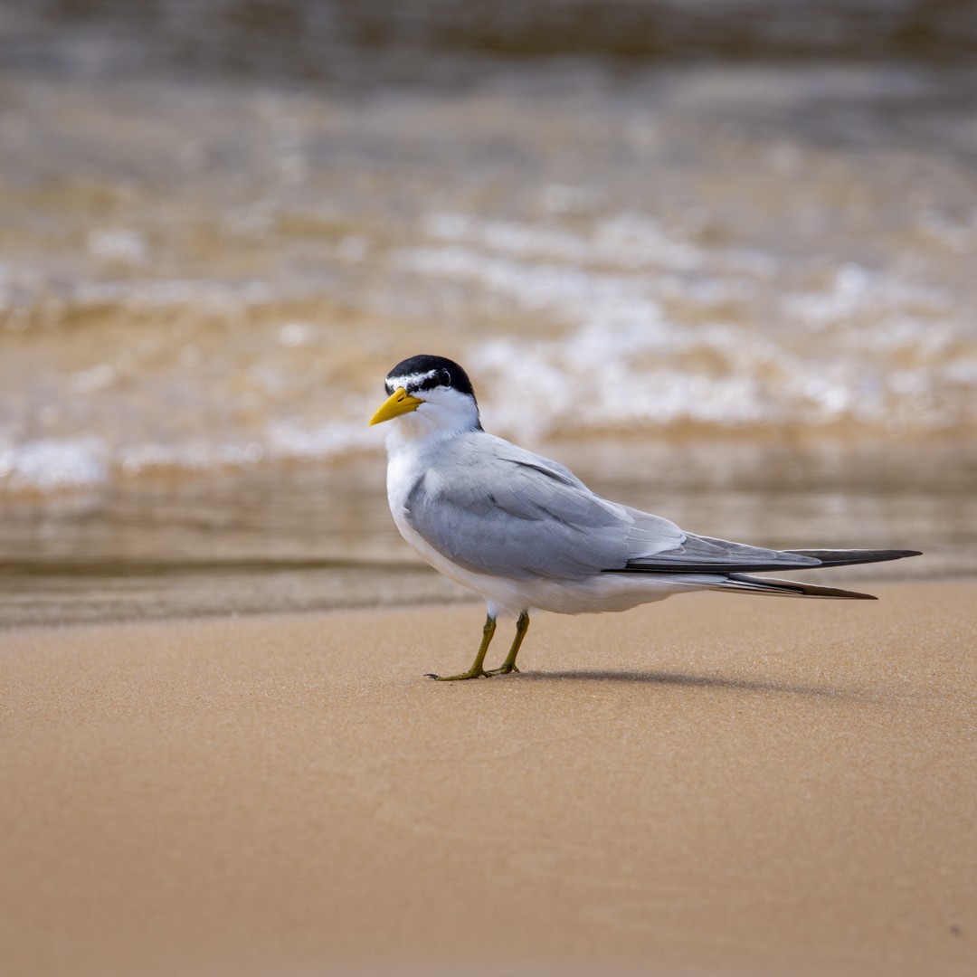 Yellow-billed Tern - ML623566646