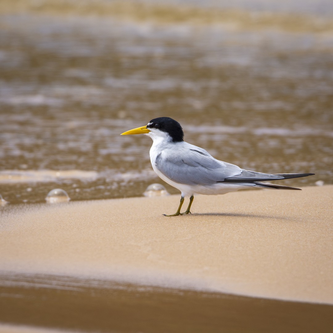 Yellow-billed Tern - ML623566647