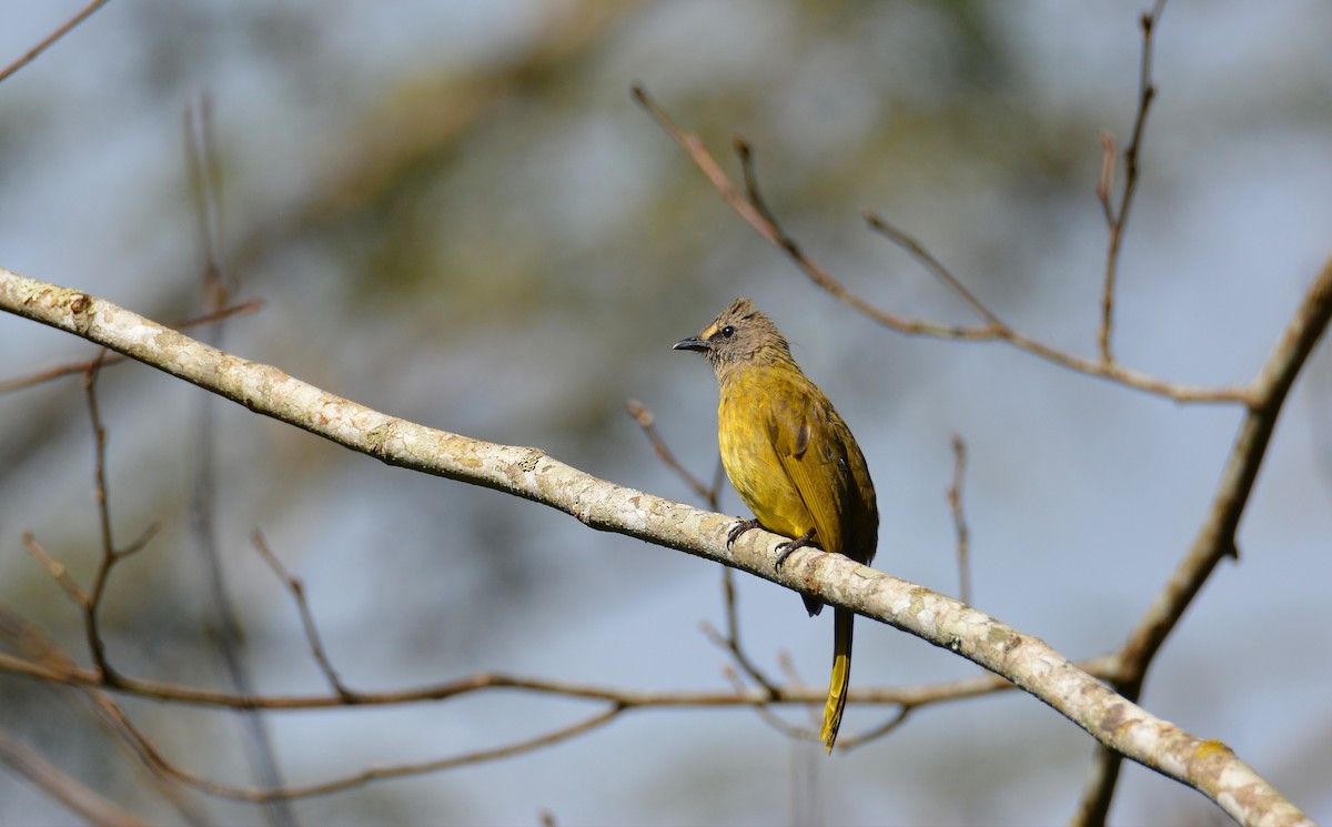 Flavescent Bulbul - ML623566650