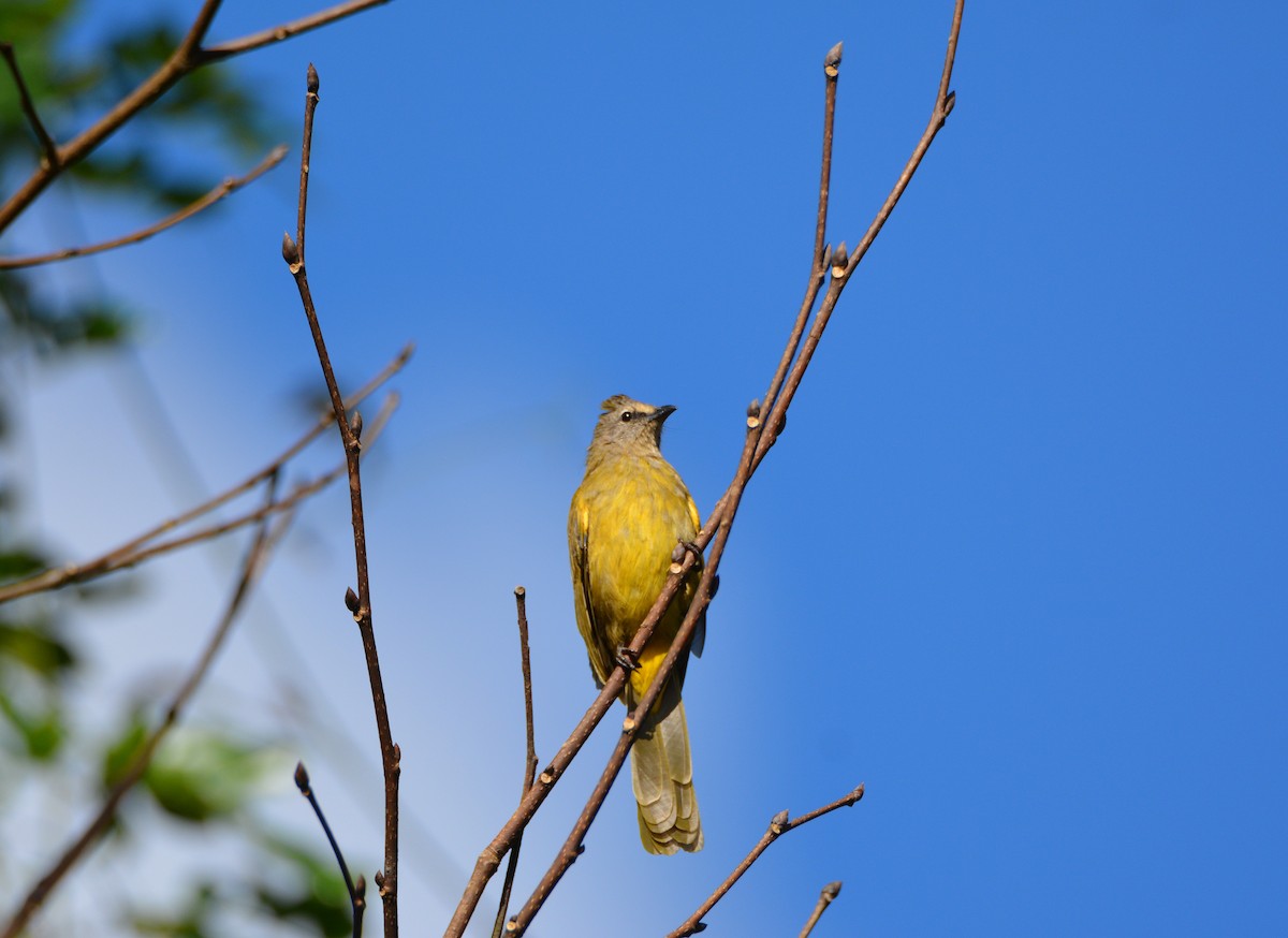 Flavescent Bulbul - ML623566651