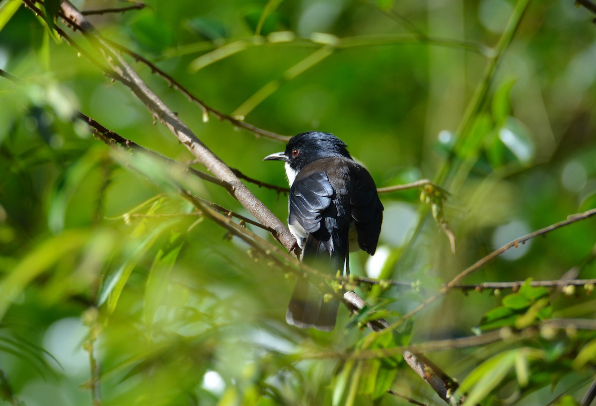 Black-backed Sibia - ML623566658