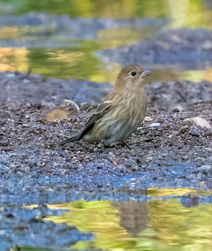 Indigo Bunting - Eric Kallen