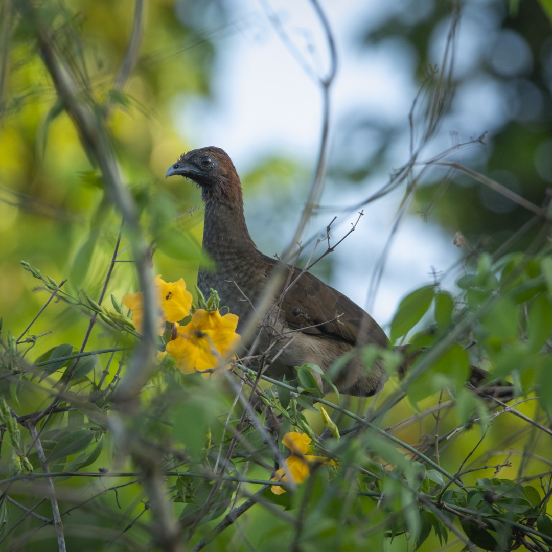 Chestnut-headed Chachalaca - ML623566675