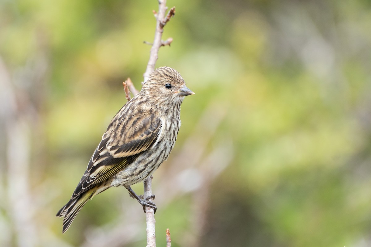 Pine Siskin - ML623566692