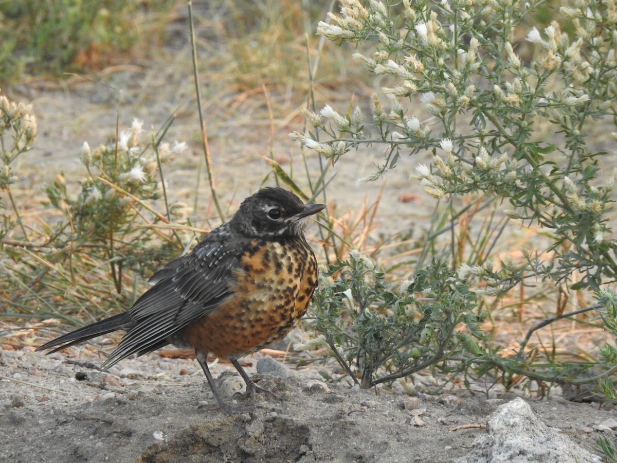 American Robin - ML623566707