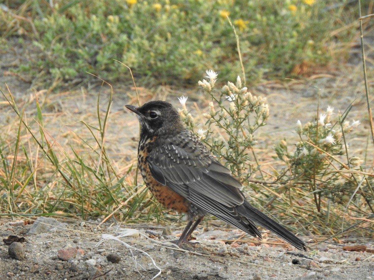 American Robin - ML623566712