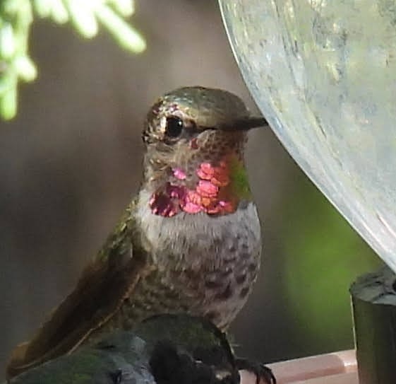 Anna's Hummingbird - Julie Furgason