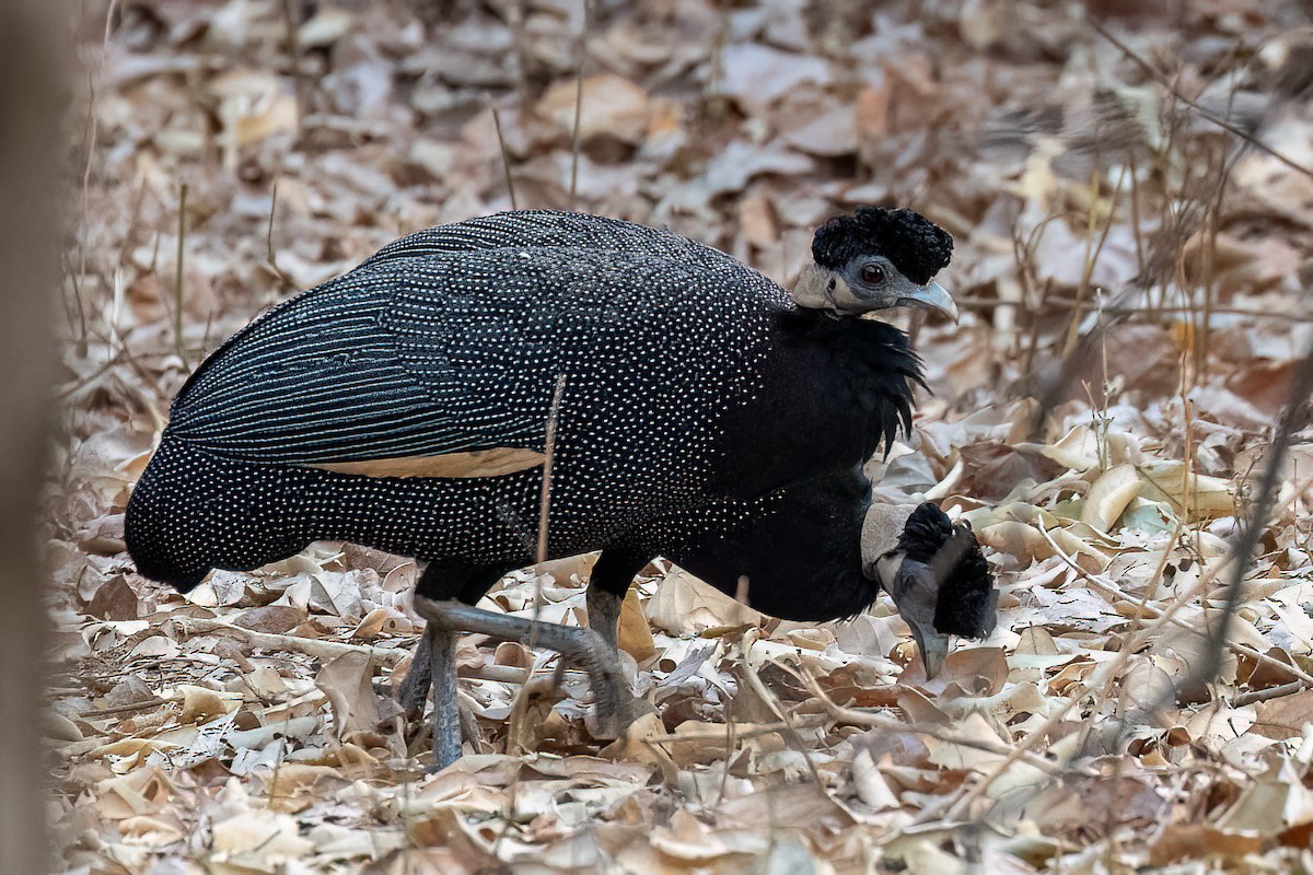 Southern Crested Guineafowl - ML623566827