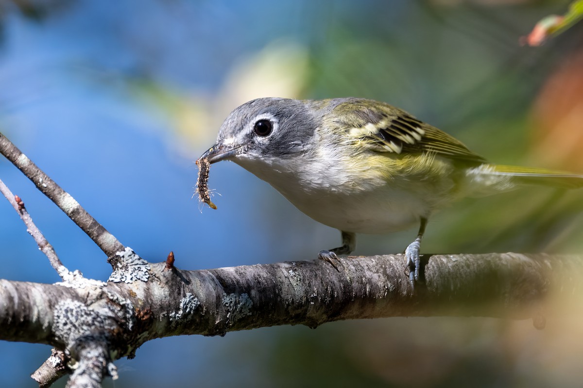 Blue-headed Vireo - ML623566835