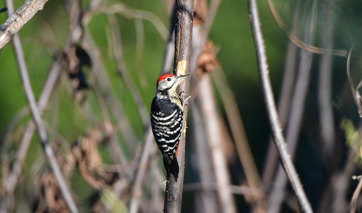 Stripe-breasted Woodpecker - ML623566837