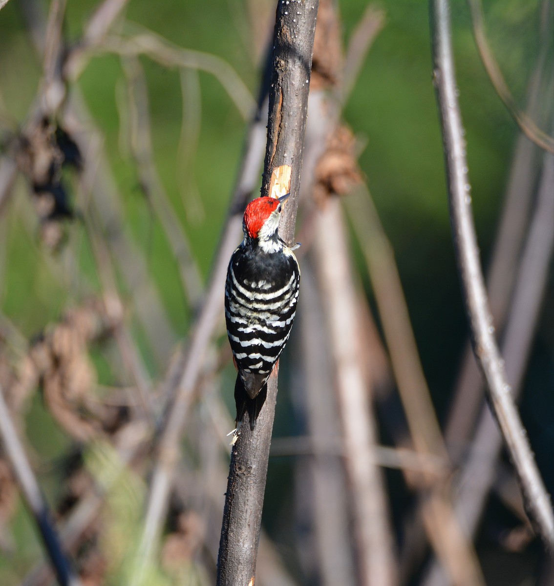 Stripe-breasted Woodpecker - ML623566838