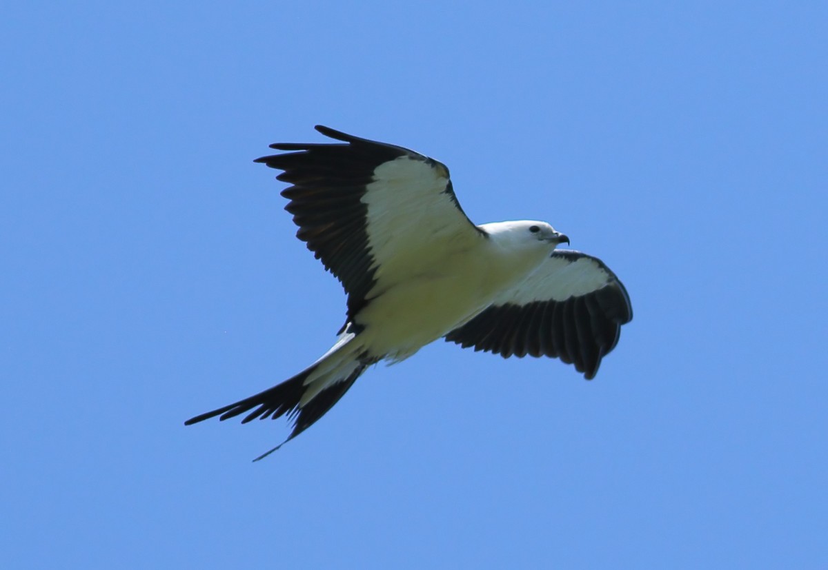 Swallow-tailed Kite - ML623566892