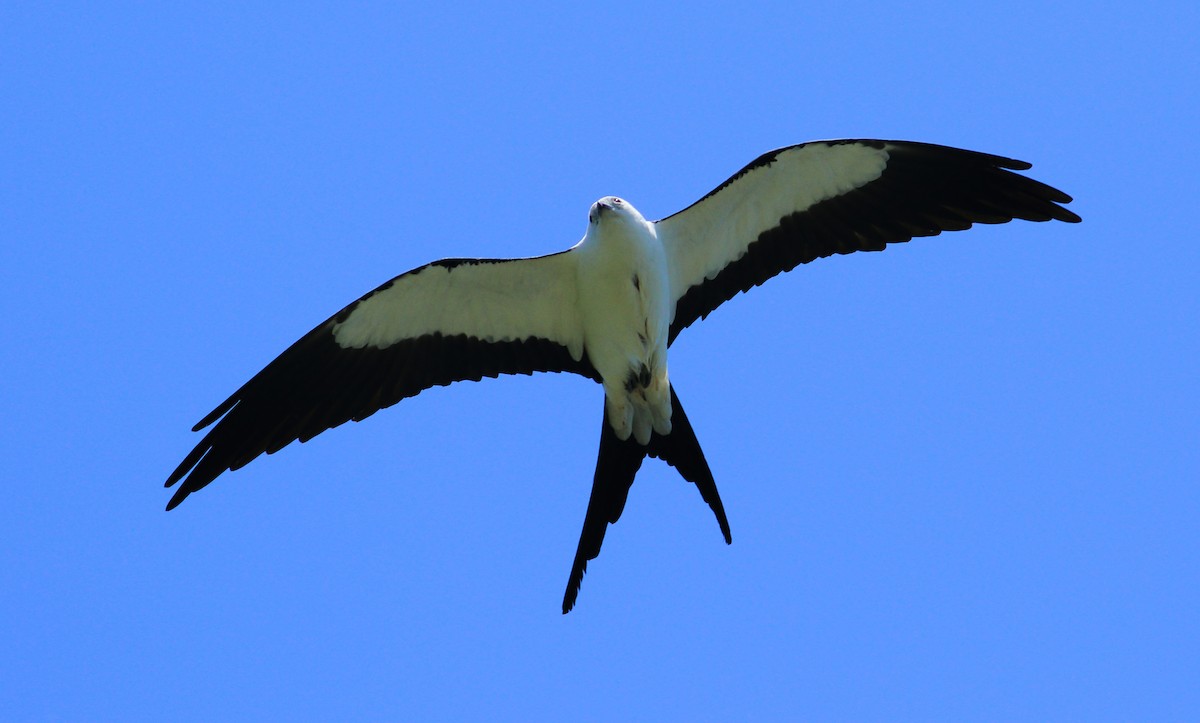 Swallow-tailed Kite - ML623566893