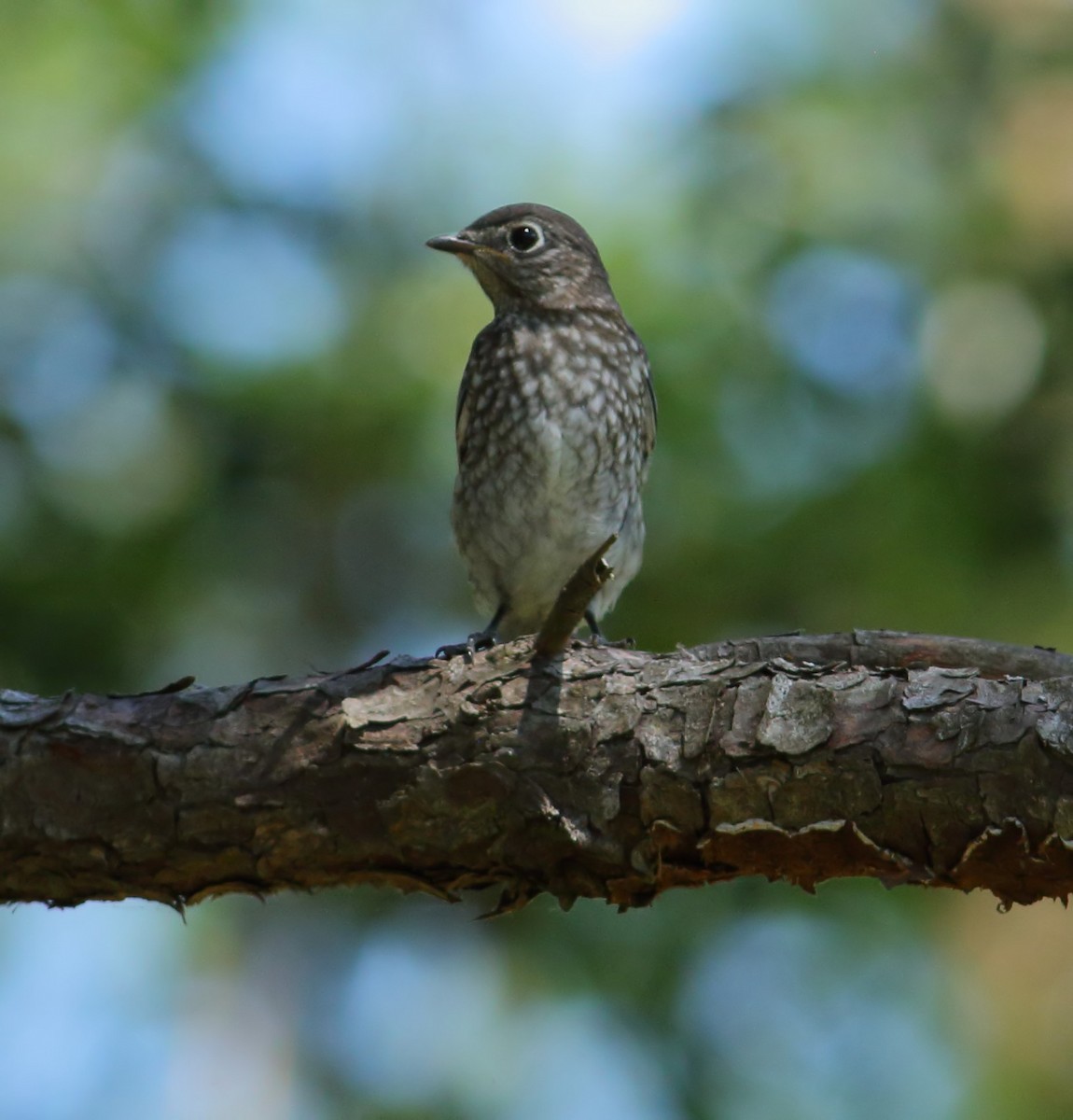 Eastern Bluebird - ML623566967