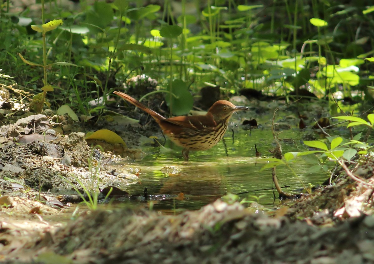 Brown Thrasher - ML623566983