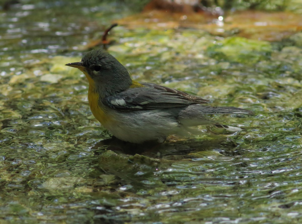 Northern Parula - ML623567010