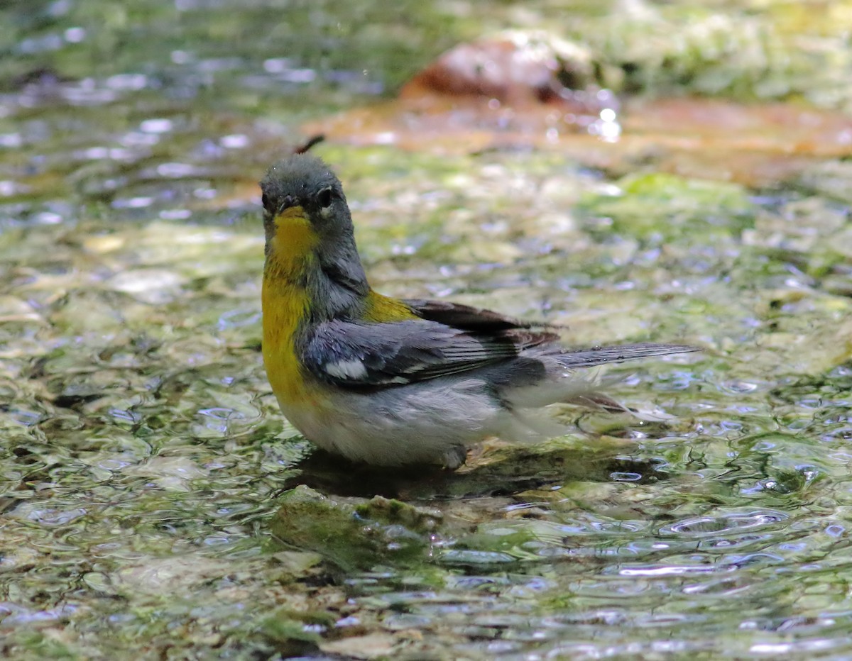 Northern Parula - ML623567012