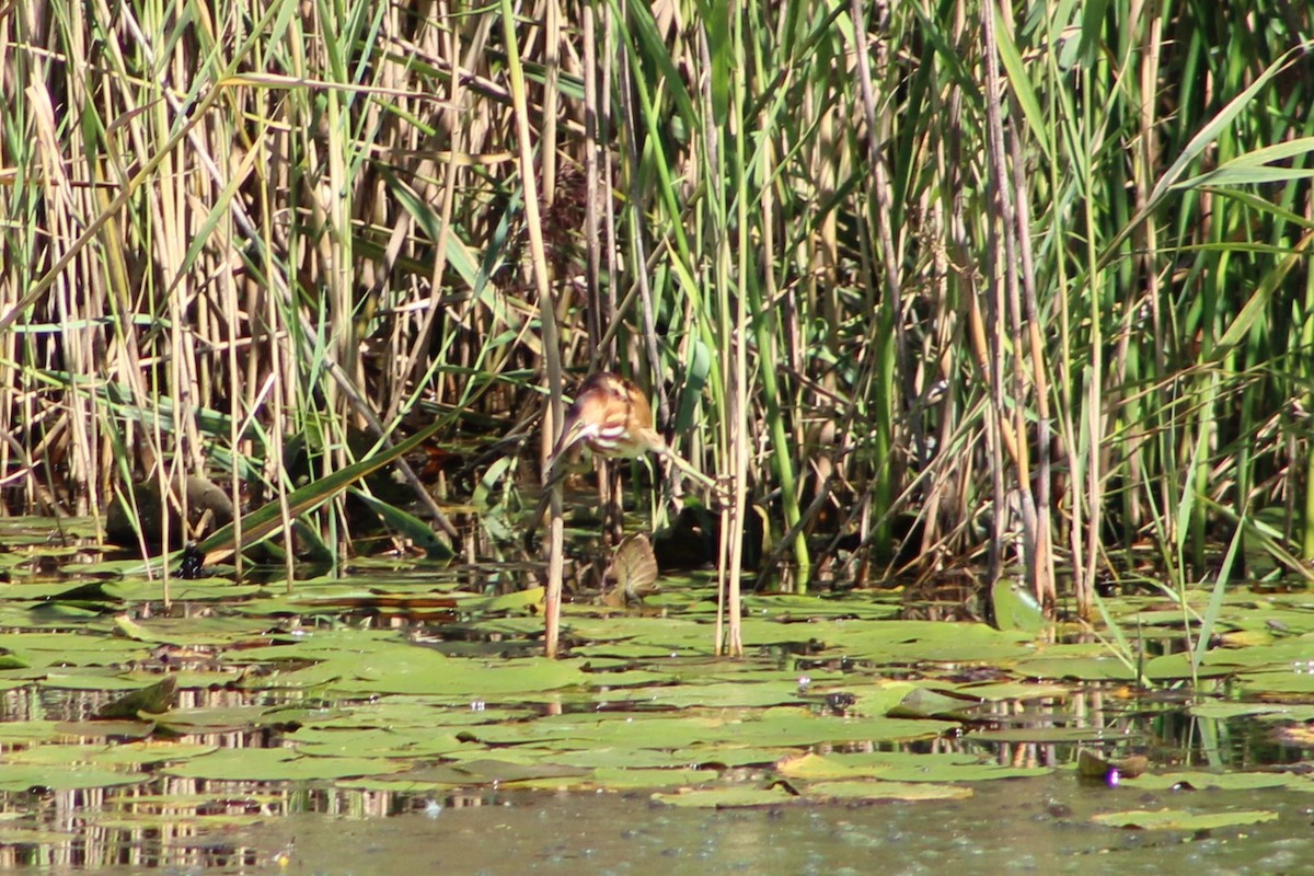 Least Bittern - ML623567049