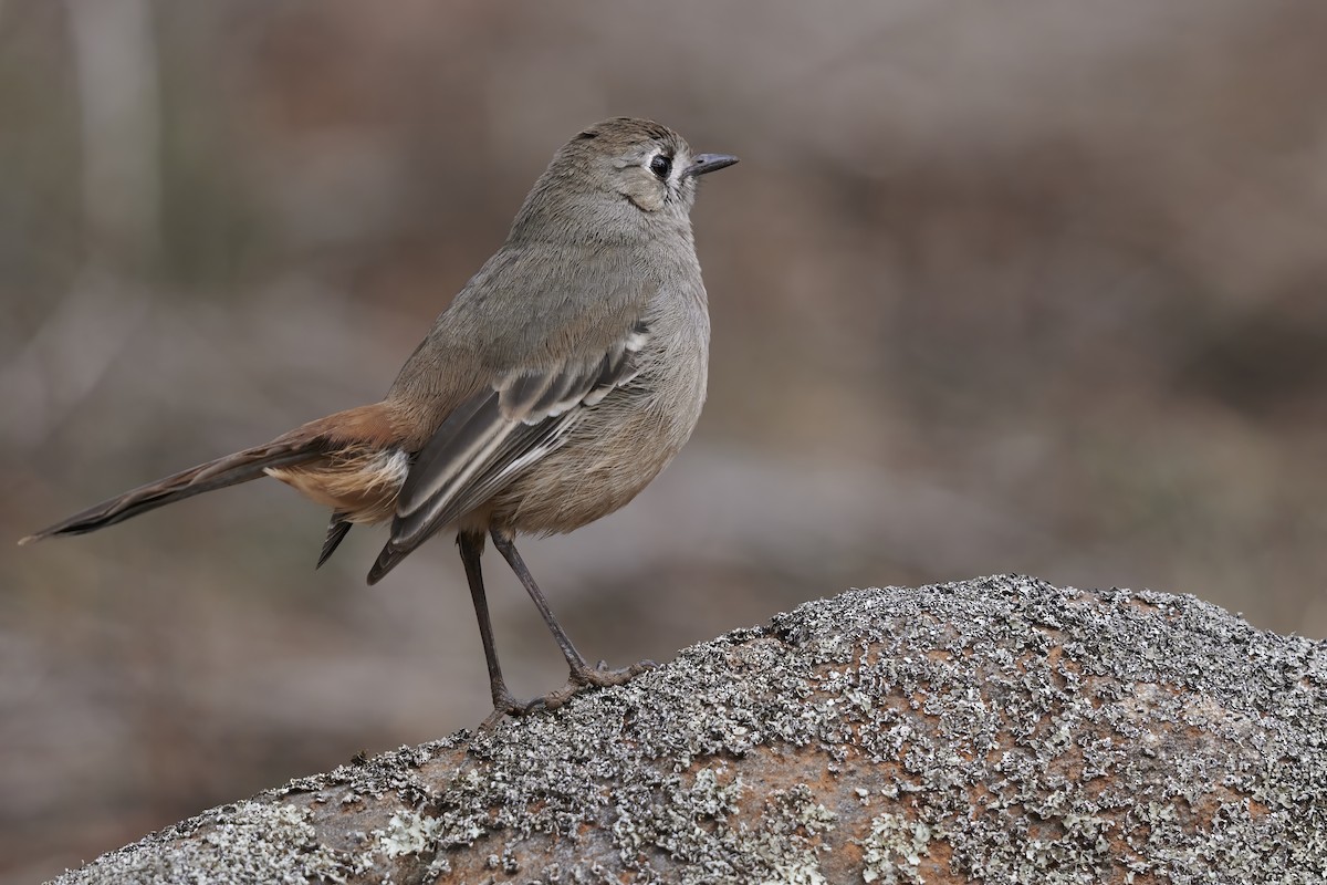 Southern Scrub-Robin - ML623567113