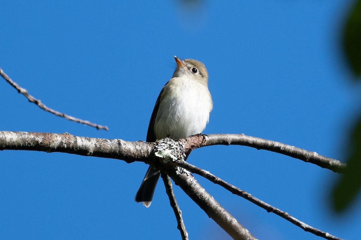 Least Flycatcher - ML623567117