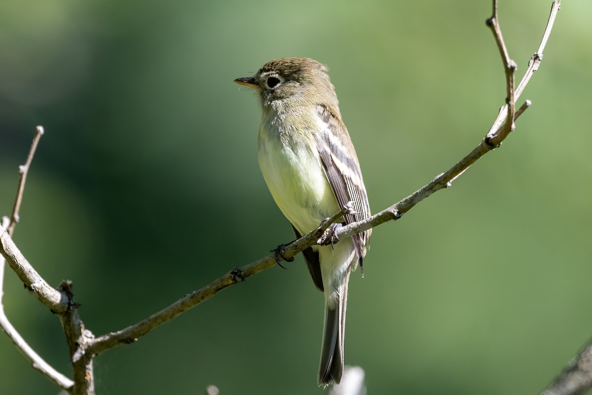 Least Flycatcher - Cindy Kindle