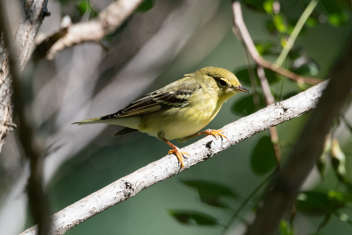 Blackpoll Warbler - ML623567138