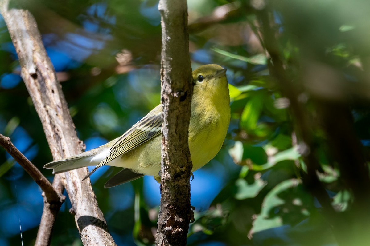 Blackpoll Warbler - ML623567139