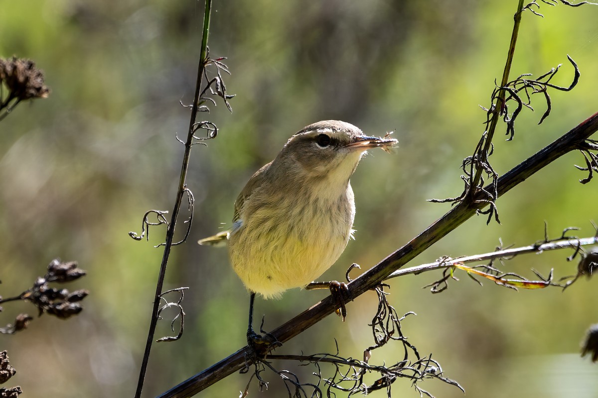 Palm Warbler - ML623567143