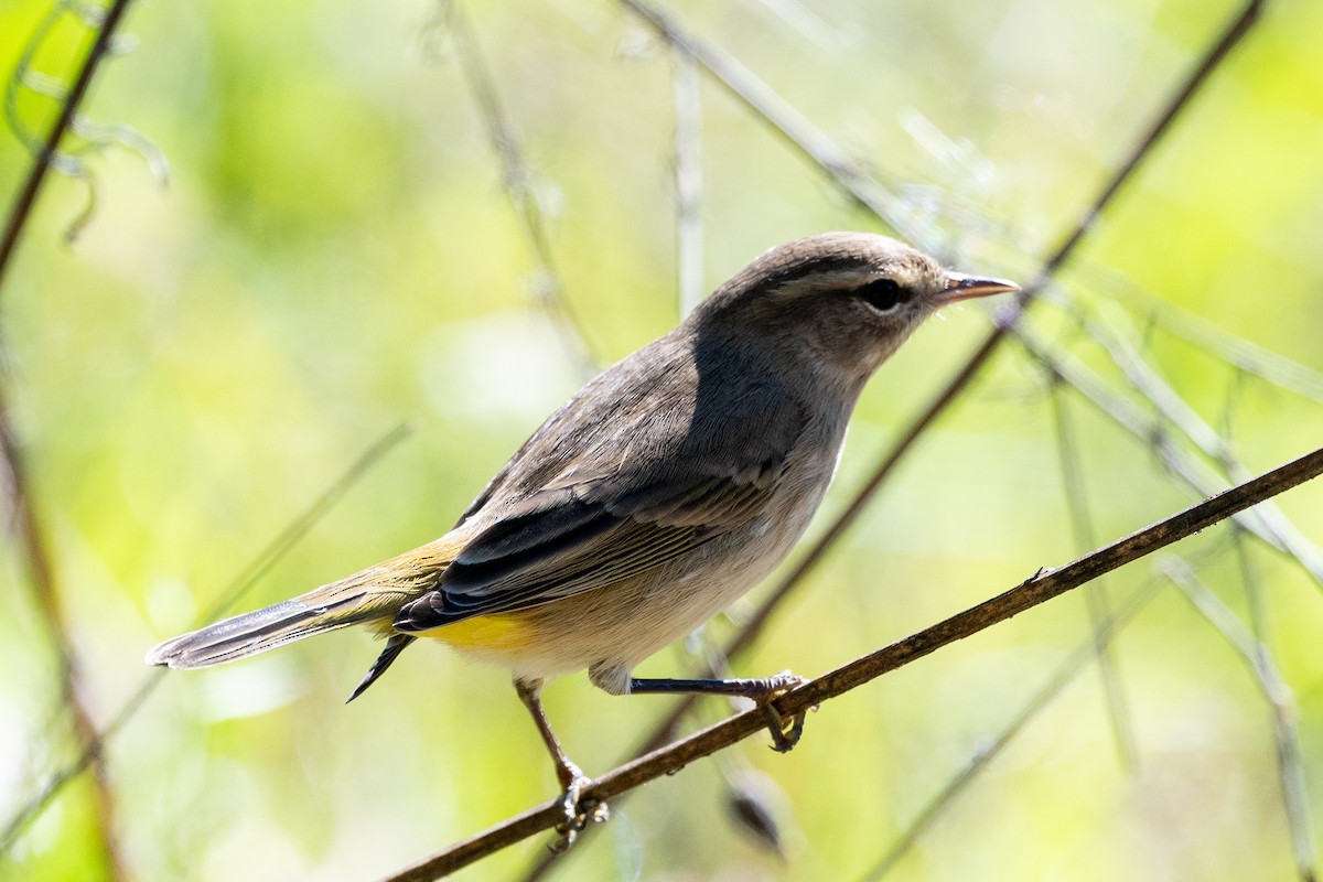 Palm Warbler - ML623567150