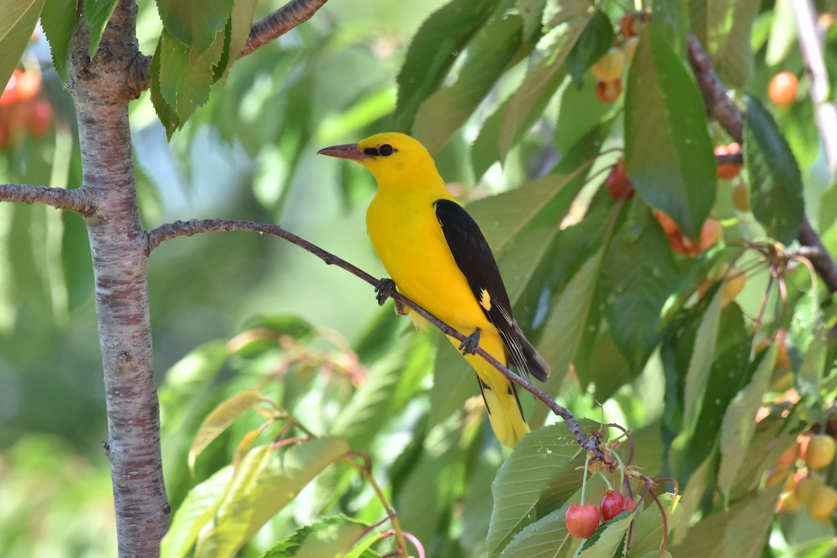 Eurasian Golden Oriole - ML623567152