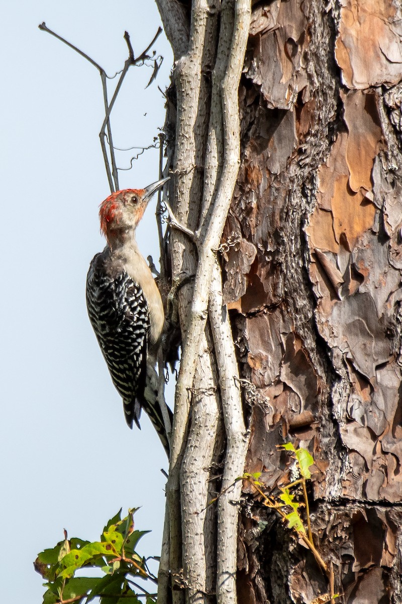 Red-bellied Woodpecker - ML623567155