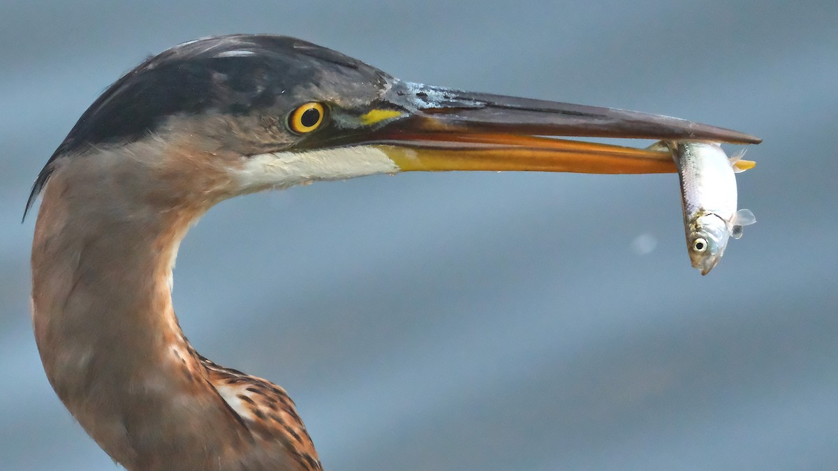 Great Blue Heron - ML623567161